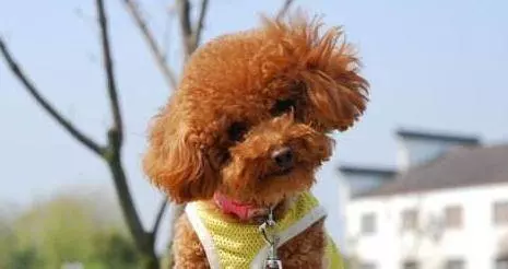 如果貴賓犬有這「5種情況」,趕緊除臭吧,不能再拖了!
