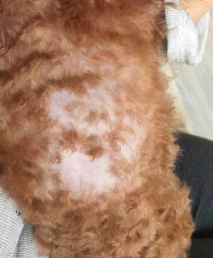 如果貴賓犬有這「5種情況」,趕緊除臭吧,不能再拖了!