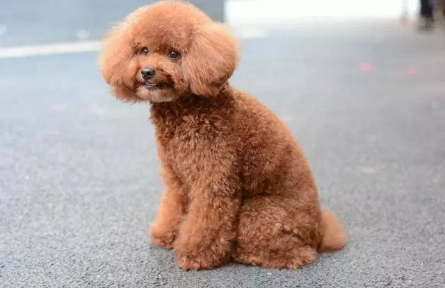 如果貴賓犬有這「5種情況」,趕緊除臭吧,不能再拖了!