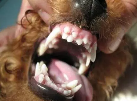 如果貴賓犬有這「5種情況」,趕緊除臭吧,不能再拖了!