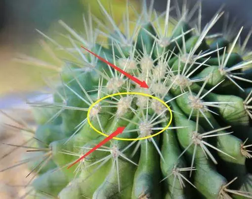聰明人家裡都養這幾種花,身體越住越健康,鎮宅又旺財,可惜很少人知道