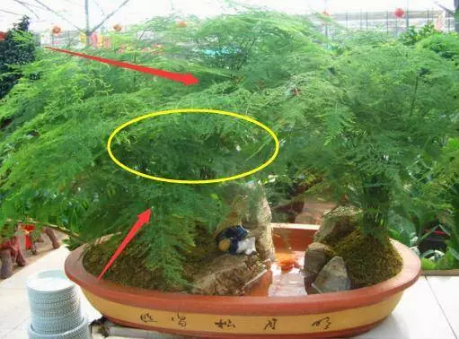 聰明人家裡都養這幾種花,身體越住越健康,鎮宅又旺財,可惜很少人知道