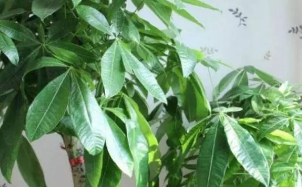 聰明人家裡都養這幾種花,身體越住越健康,鎮宅又旺財,可惜很少人知道