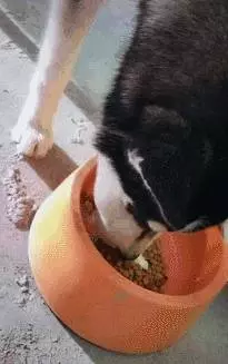哈士奇被蛇吻,中毒像個傻子呆坐不走,主人扛不下山拍視頻求助