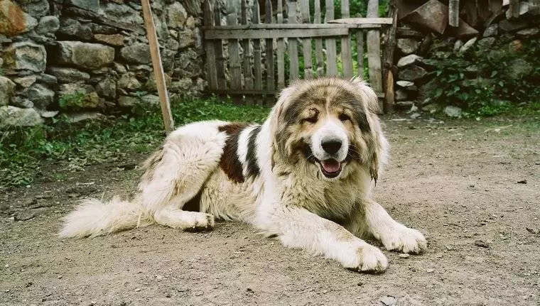牧羊犬用生命抵擋狼群進攻,小羊溫順反應超有愛:謝謝你保護我們