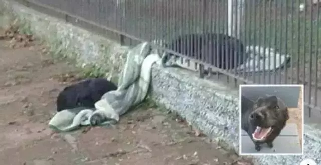 牧羊犬用生命抵擋狼群進攻,小羊溫順反應超有愛:謝謝你保護我們