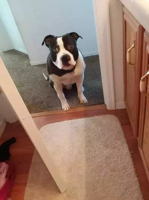 牧羊犬用生命抵擋狼群進攻,小羊溫順反應超有愛:謝謝你保護我們