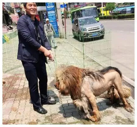 家中藏獒毛髮太長,三個人一同給牠剪毛,完成後一看就不淡定了