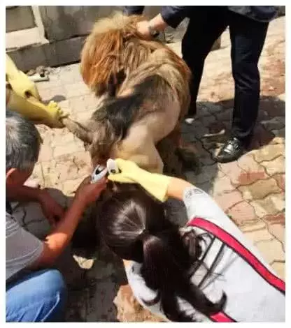 家中藏獒毛髮太長,三個人一同給牠剪毛,完成後一看就不淡定了