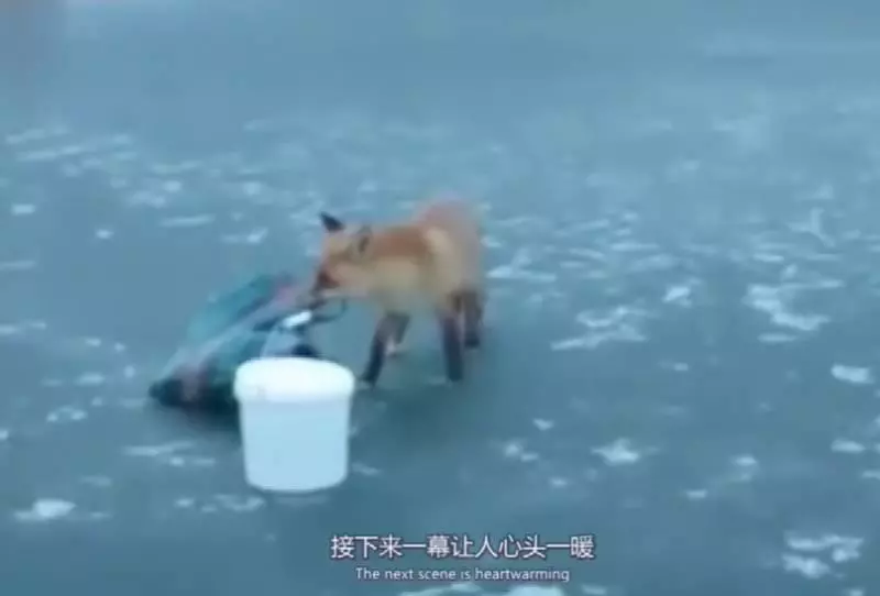 男子在冰面上釣魚,突然走來一隻小狐狸,接下來的畫面讓人暖心