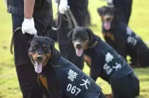 為何狗狗之間性格不同?原來是因為它,快來給毛孩做個測試