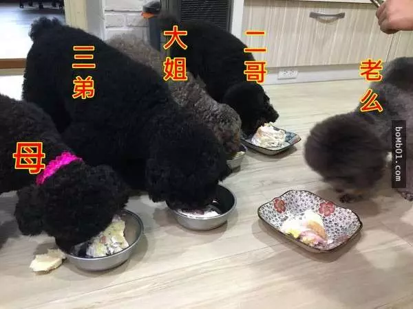 12隻「餵奶餵到很害怕」的狗媽媽,第三張的眼神害大家都對著螢幕笑噴啊!