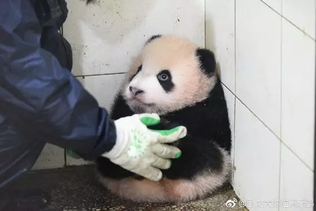 熊貓寶寶妨礙打掃被阿姨抱到角落放好,結果就真的放著了,還乖乖等人把牠抱回原位