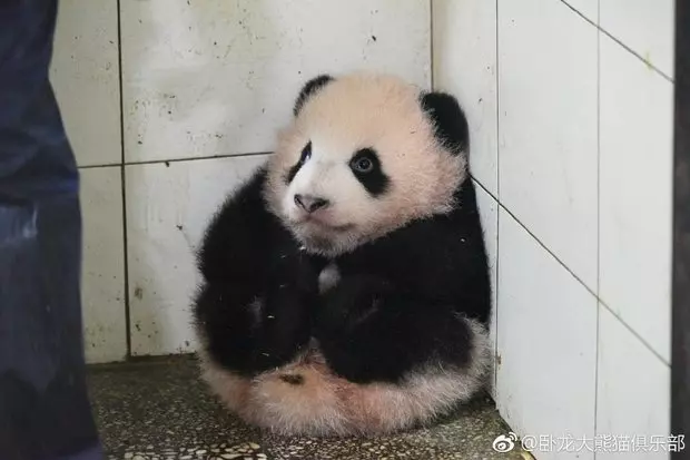 熊貓寶寶妨礙打掃被阿姨抱到角落放好,結果就真的放著了,還乖乖等人把牠抱回原位