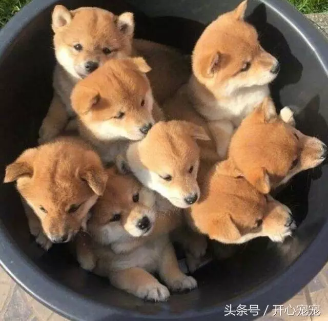 每種狗寶寶都好可愛,唯獨小哈士奇寶寶跟大家不太一樣!
