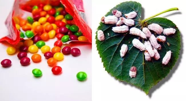 12種「你吃了很多進肚子,但是卻不懂是什麼」的食物真相