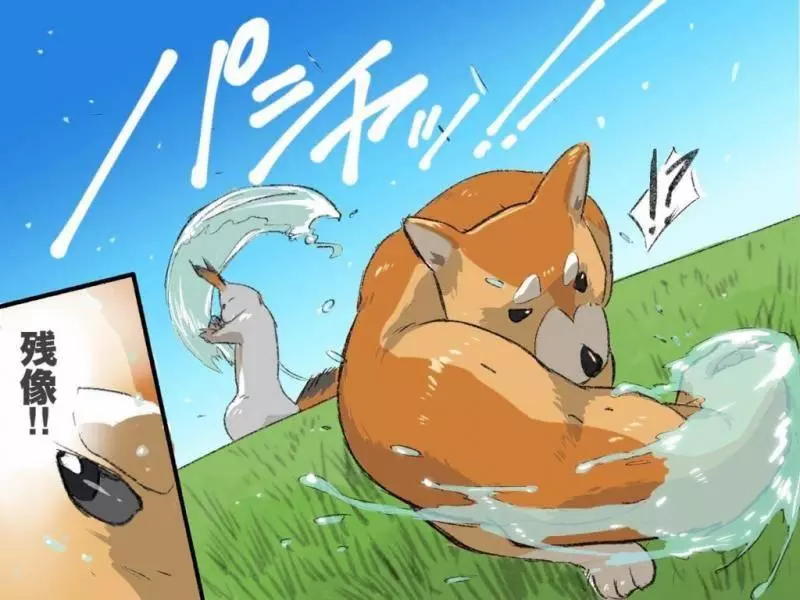 「右勾拳柴犬」大爆紅引出超能力系超萌動物,松鼠「物理、魔法」都俱備強到犯規!