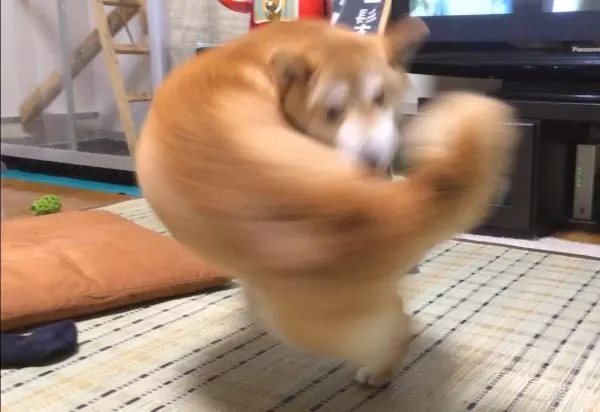 日本藝術家神還原「動物梗圖→超萌扭蛋」!實體「右鉤拳柴犬」網友被療癒敲碗:跪求量產我一次買