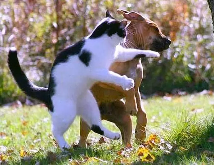 日本藝術家神還原「動物梗圖→超萌扭蛋」!實體「右鉤拳柴犬」網友被療癒敲碗:跪求量產我一次買