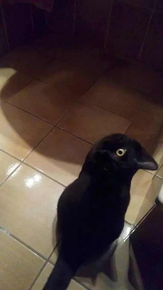 日本藝術家神還原「動物梗圖→超萌扭蛋」!實體「右鉤拳柴犬」網友被療癒敲碗:跪求量產我一次買