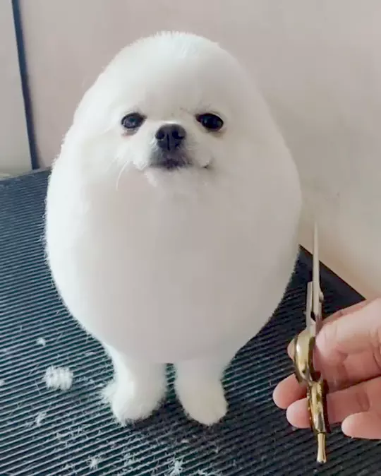 日本藝術家神還原「動物梗圖→超萌扭蛋」!實體「右鉤拳柴犬」網友被療癒敲碗:跪求量產我一次買