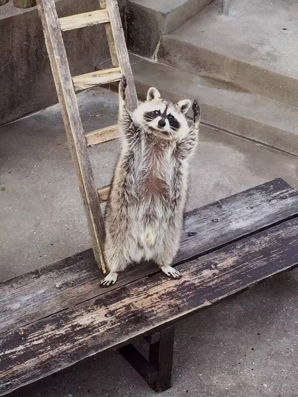 日本藝術家神還原「動物梗圖→超萌扭蛋」!實體「右鉤拳柴犬」網友被療癒敲碗:跪求量產我一次買