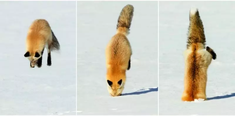 日本藝術家神還原「動物梗圖→超萌扭蛋」!實體「右鉤拳柴犬」網友被療癒敲碗:跪求量產我一次買