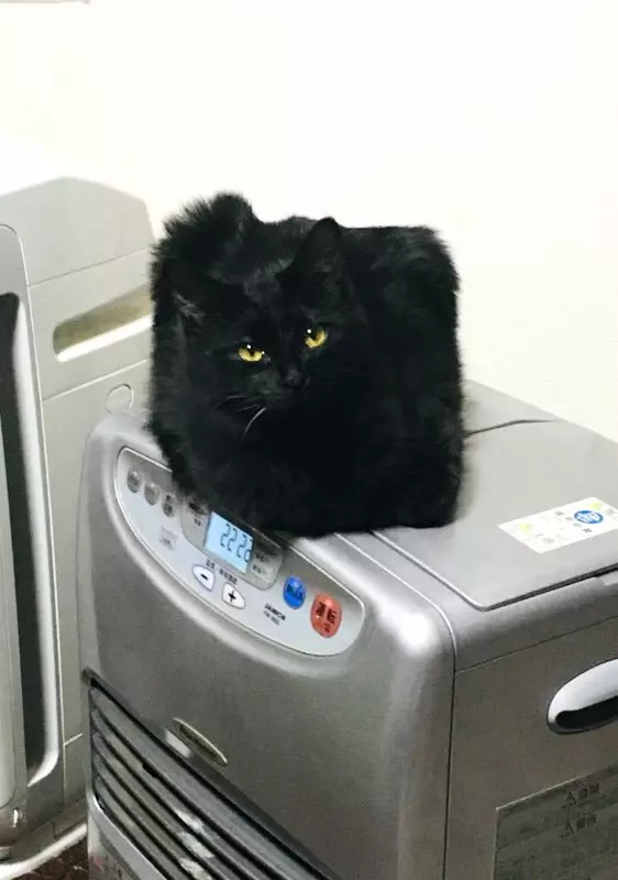 日本藝術家神還原「動物梗圖→超萌扭蛋」!實體「右鉤拳柴犬」網友被療癒敲碗:跪求量產我一次買