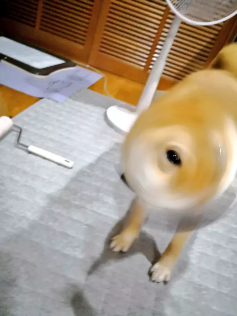 日本藝術家神還原「動物梗圖→超萌扭蛋」!實體「右鉤拳柴犬」網友被療癒敲碗:跪求量產我一次買