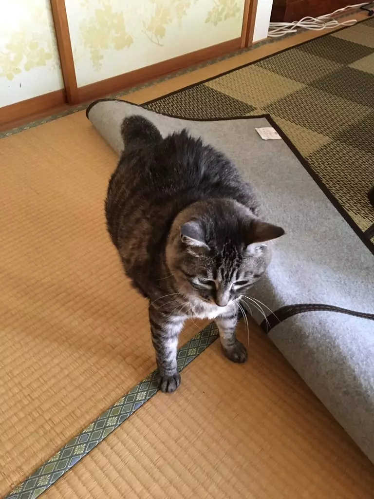 日本藝術家神還原「動物梗圖→超萌扭蛋」!實體「右鉤拳柴犬」網友被療癒敲碗:跪求量產我一次買