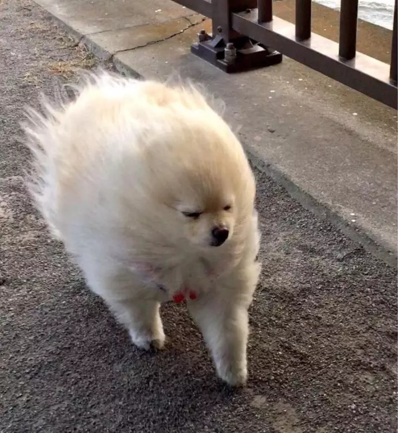 日本藝術家神還原「動物梗圖→超萌扭蛋」!實體「右鉤拳柴犬」網友被療癒敲碗:跪求量產我一次買
