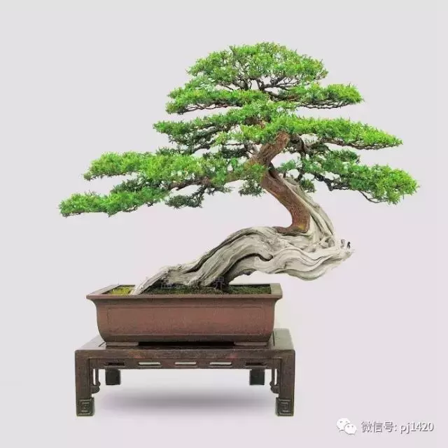 四季常青的刺柏,做成盆景蒼勁古樸!