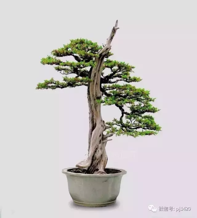 四季常青的刺柏,做成盆景蒼勁古樸!