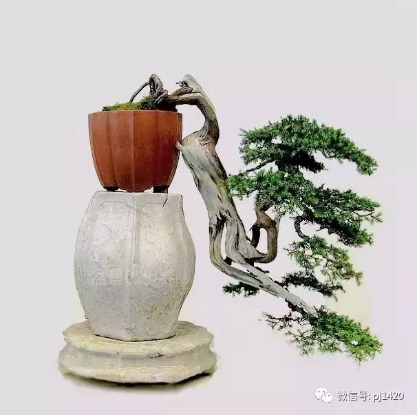 四季常青的刺柏,做成盆景蒼勁古樸!