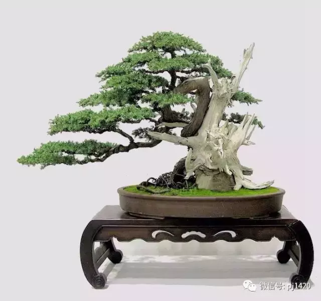 四季常青的刺柏,做成盆景蒼勁古樸!