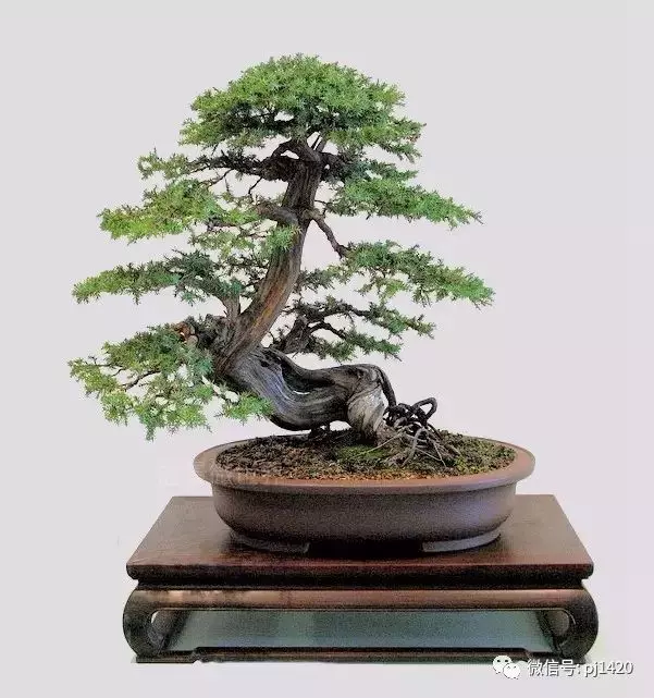 四季常青的刺柏,做成盆景蒼勁古樸!