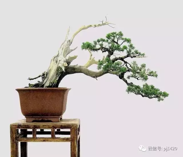 四季常青的刺柏,做成盆景蒼勁古樸!