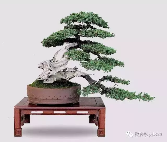 四季常青的刺柏,做成盆景蒼勁古樸!