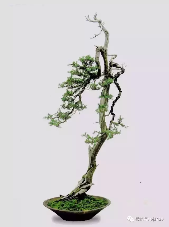 四季常青的刺柏,做成盆景蒼勁古樸!