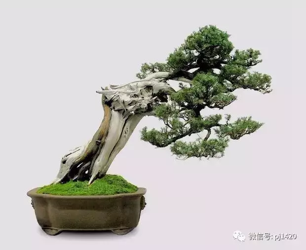 四季常青的刺柏,做成盆景蒼勁古樸!