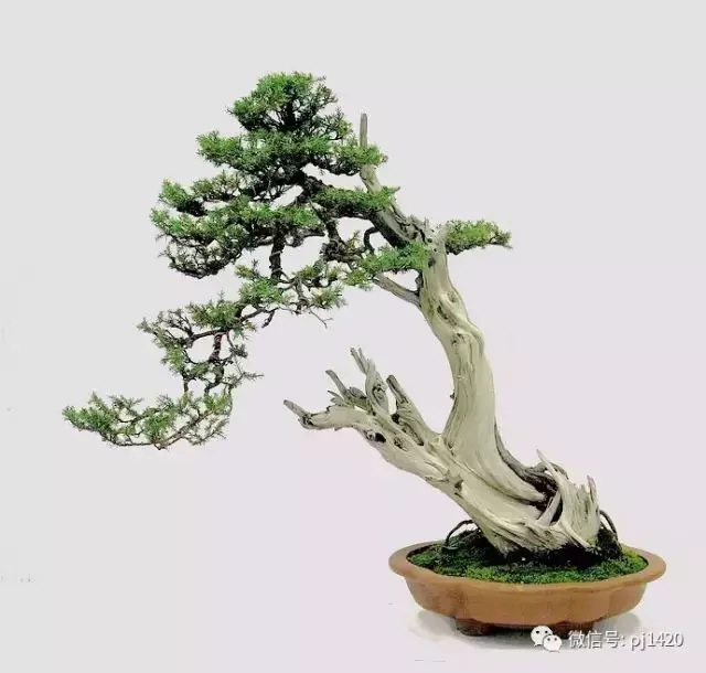 四季常青的刺柏,做成盆景蒼勁古樸!