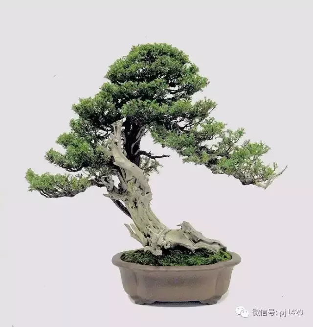 四季常青的刺柏,做成盆景蒼勁古樸!
