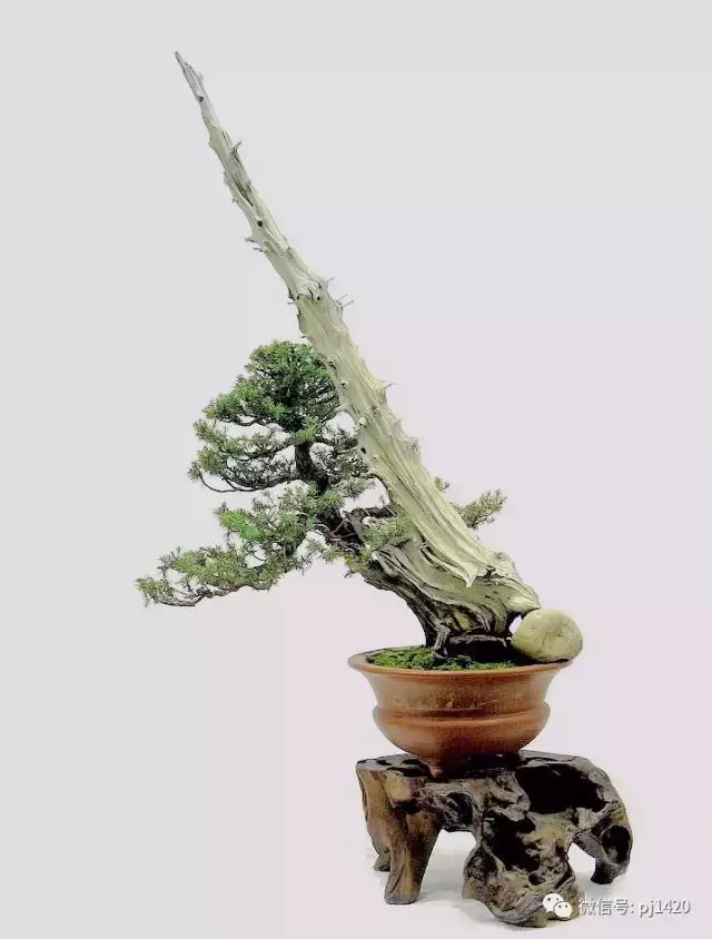 四季常青的刺柏,做成盆景蒼勁古樸!
