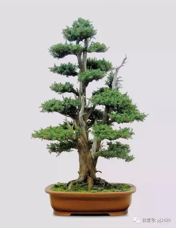 四季常青的刺柏,做成盆景蒼勁古樸!