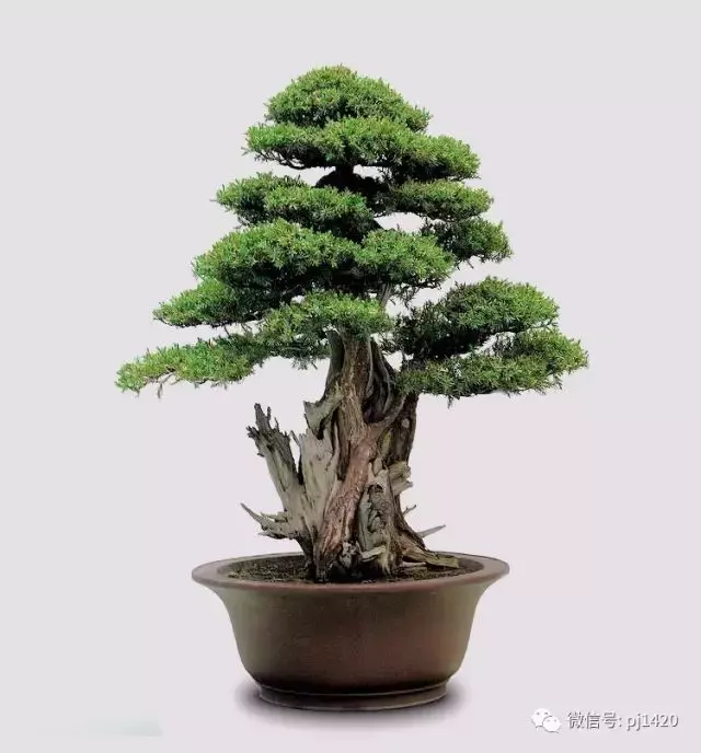 四季常青的刺柏,做成盆景蒼勁古樸!