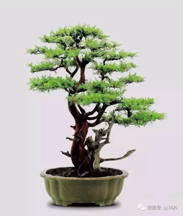 四季常青的刺柏,做成盆景蒼勁古樸!