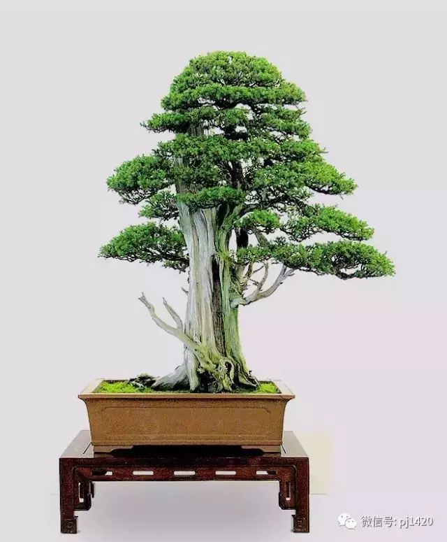 四季常青的刺柏,做成盆景蒼勁古樸!