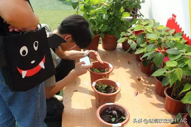 萃園的中草藥園,每個小組收集一至兩種中草藥,然後種在萃園中
