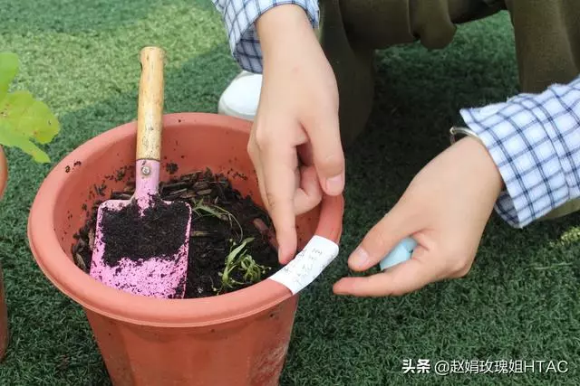 萃園的中草藥園,每個小組收集一至兩種中草藥,然後種在萃園中