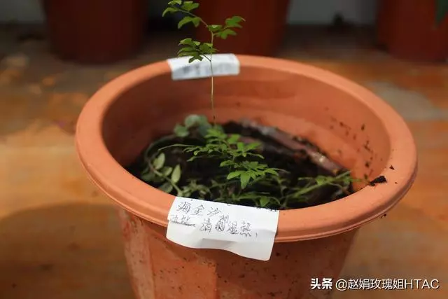 萃園的中草藥園,每個小組收集一至兩種中草藥,然後種在萃園中